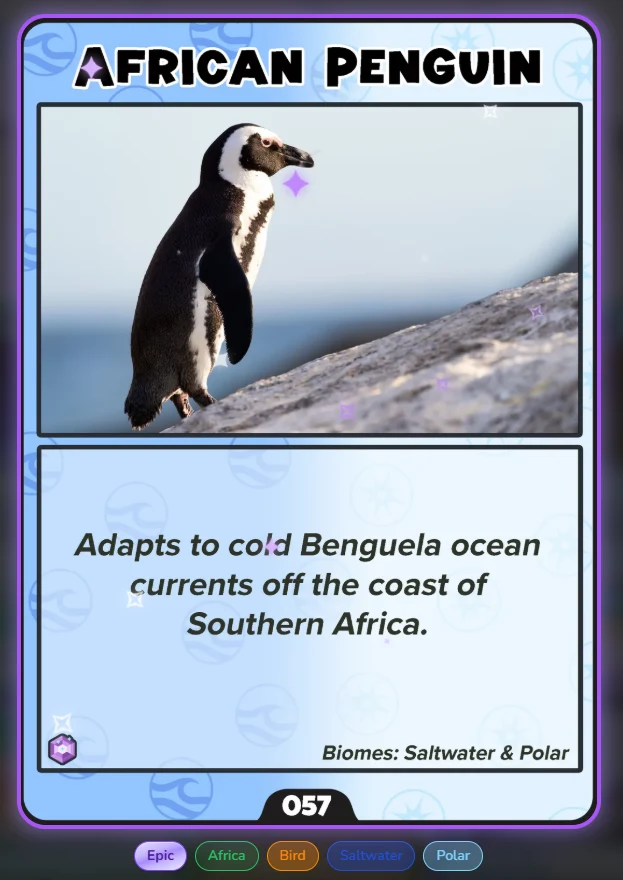 African Penguin collectible card
